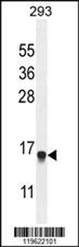 ENSA Antibody (Center)