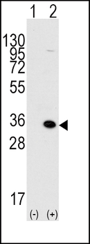 MBD3 Antibody (C-term)