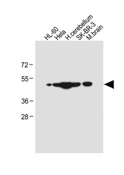 CEPT1 Antibody (N-term)