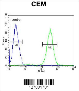 SLC5A12 Antibody (C-term)