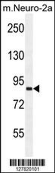 VWA3B Antibody (C-term)