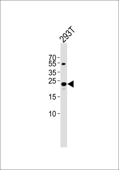 TFAM Antibody (C-term)