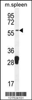 MOCS1 Antibody (C-term)