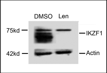 IKZF1 Antibody (C-term)