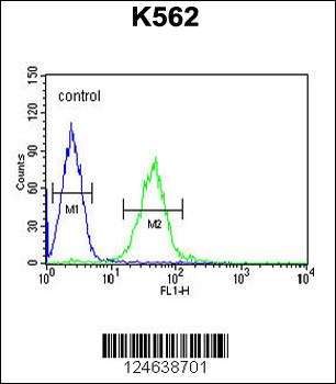 GTPBP2 Antibody (C-term)