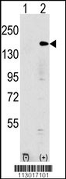 EHMT1 Antibody (N-term)