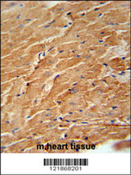 CCL21 Antibody (Center)