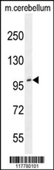 ADAMTS10 Antibody (N-term)