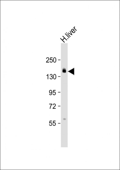 AEBP1 Antibody (Center)