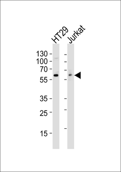 SRC Antibody