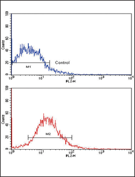EPHB2 Antibody
