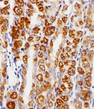 EGFR Antibody (C-term)