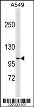 DISC1 Antibody