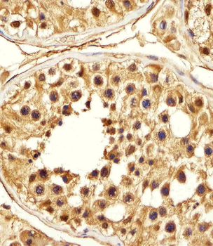PSMA5 Antibody