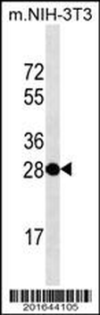 THAP11 Antibody (Center)