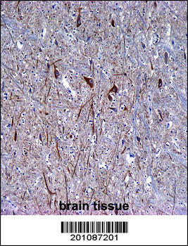 INA Antibody