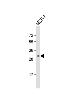 LXN Antibody