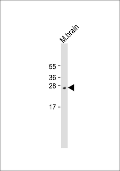 LXN Antibody