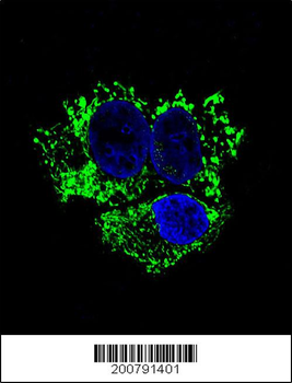 ALDH2 Antibody