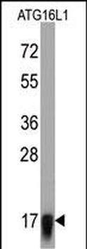 ATG16L1 Antibody
