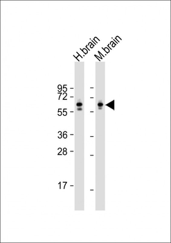 DRP-2 Antibody