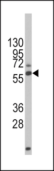 DRP-2 Antibody