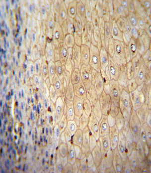 Beta-actin Antibody