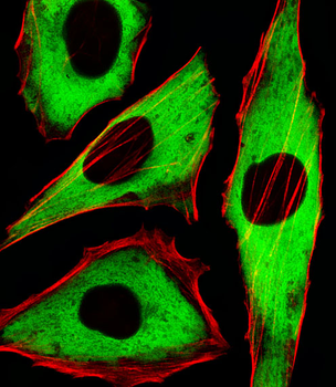 GAPDH Antibody