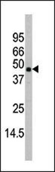 MAPK11 Antibody (C-term)