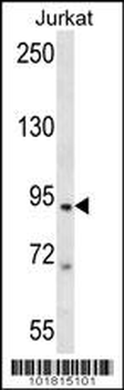 TAP1 Antibody (C-term)