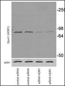 SYVN1 (HRD1) Antibody (C-term)