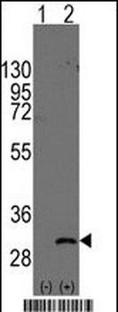 ASCL1 (Achaete-scute homolog 1) Antibody (C-term D220)