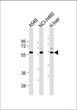 SIGLEC7 (D-siglec) Antibody (N-term)