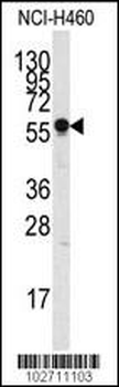 SIGLEC7 (D-siglec) Antibody (N-term)