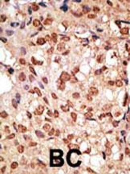 SIGLEC7 (D-siglec) Antibody (N-term)