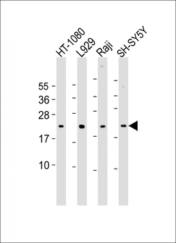 Bax Antibody (BH3 Domain Specific)