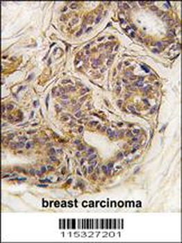 CASC3 Antibody (Y181)