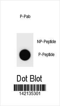 Phospho-rat CCNB3(S277) Antibody