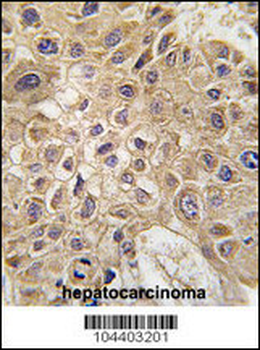 AMFR Antibody (C-term)