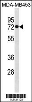 HSPA1L Antibody (C-term)