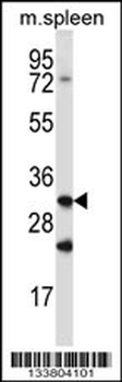 Cathepsin Q Antibody