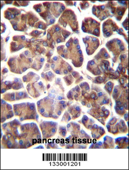 GNAS Antibody (C-term)