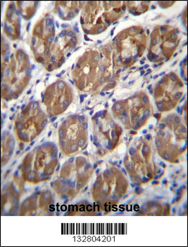 PGA4 Antibody (C-term)