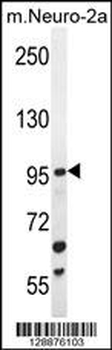 ZGRF1 Antibody (N-term)