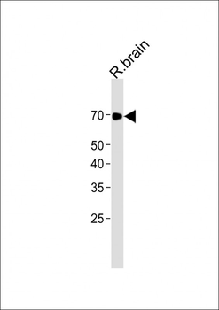 LINGO-1 Antibody