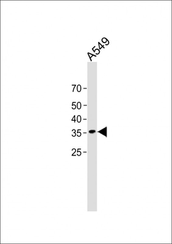 FGL1 antibody