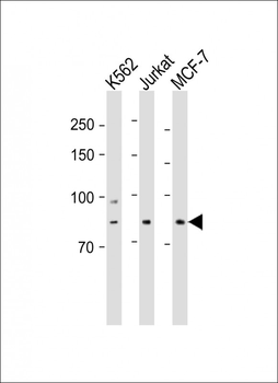 MLH1 Antibody