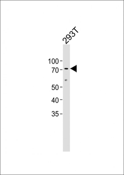 CLDN18 Antibody