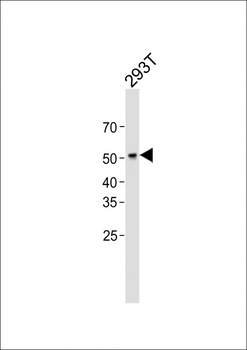 p53 Antibody
