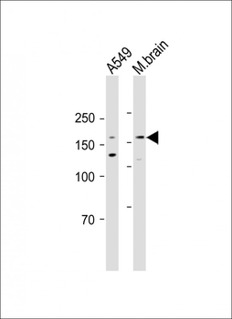 nNOS(S1417) Antibody